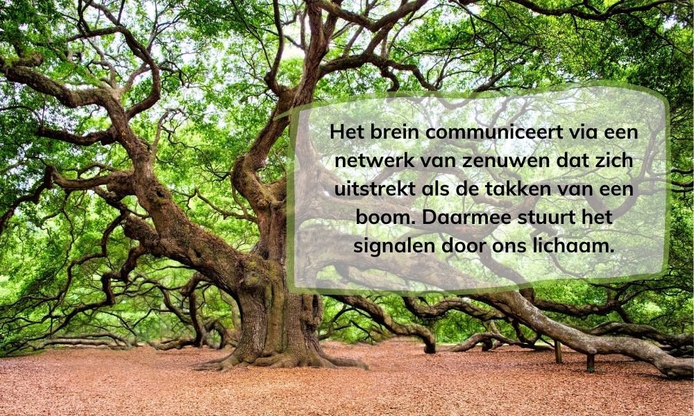 Het brein communiceert via een netwerk van zenuwen dat zich uitstrekt als de takken van een boom. Daarmee stuurt het signalen door ons lichaam.
